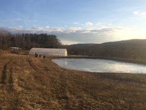 pasture and hoophouse